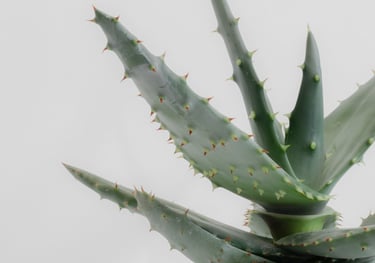 Aloe houseplant