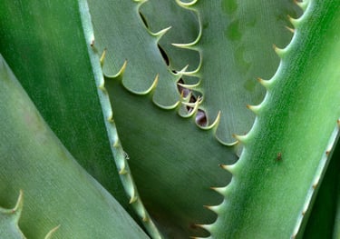 Aloe plant
