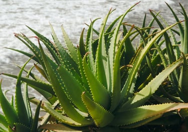 Aloe plant outdoors
