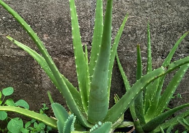 Aloe Vera plant
