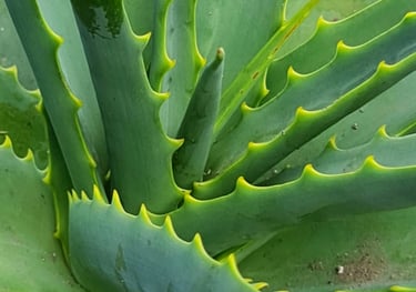 Aloe plant