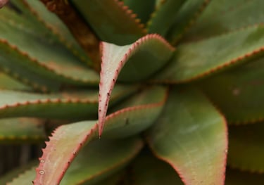 Sun stressed Aloe plant