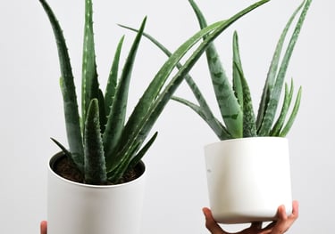 Aloe Vera
