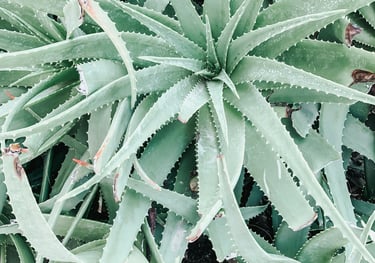 Aloe Vera