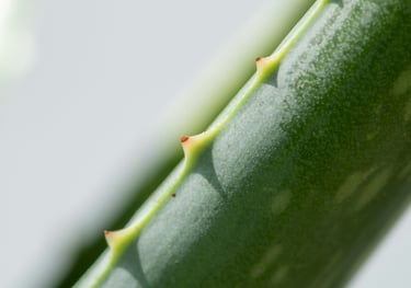Aloe Vera plant