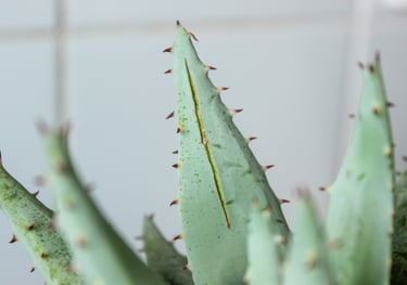 Aloe Vera plant