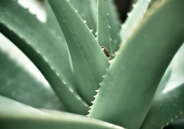 Aloe Vera plant