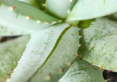 Aloe Vera plant