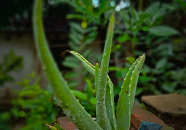 Aloe Vera plant