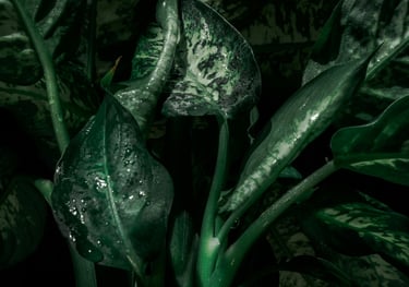 Dieffenbachia Seguine Sublime
