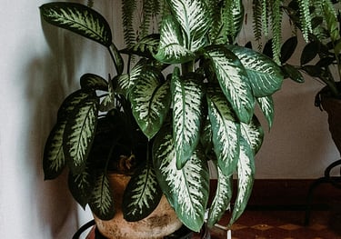 Dieffenbachia Tropic Snow