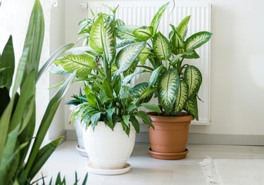 Dieffenbachia Tropic Snow