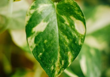 Epipremnum aureum