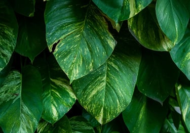 Mature epipremnum aureum leaves, otherwise known as Golden Pothos