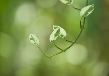 Epipremnum Njoy