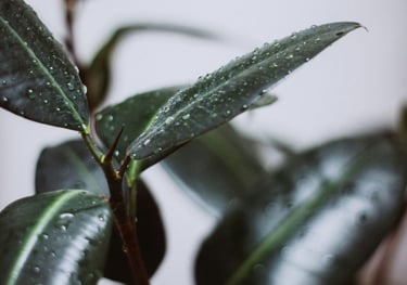 Ficus Audrey