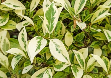 Ficus 'Benjamina' Variegated Weeping Fig Close Up