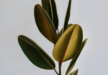 Ficus Elastica ''Abidjan'