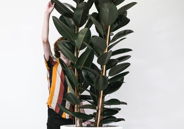 Mature Ficus Elastica ''Abidjan'