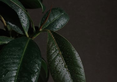 Ficus Elastica 'Audrey' with water droplets on the leaves
