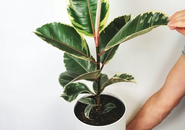 Ficus Elastica 'Tineke' in pot