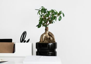Ficus 'Ginseng' Bonsai Tree