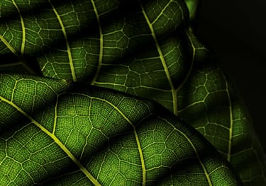 Fiddle Leaf Ficus - Ficus Lyrata