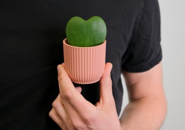Hoya kerrii