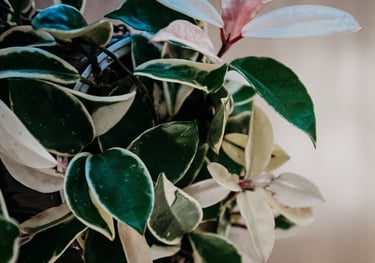 Hoya Krimson Queen