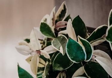 Hoya Krimson Queen