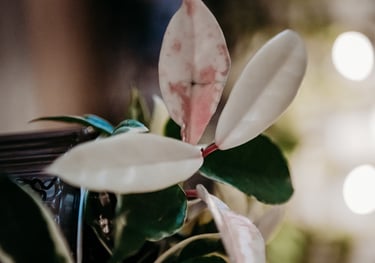 Hoya Krimson Queen