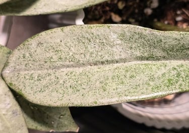 Hoya Grey Ghost