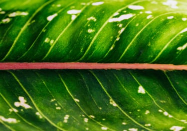 Aglaonema Pink Moon