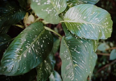 Dieffenbachia Picta