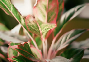 Aglaonema Siam Aurora