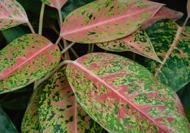 Aglaonema Big Roi