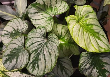 Philodendron Mamei 'Silver Cloud'