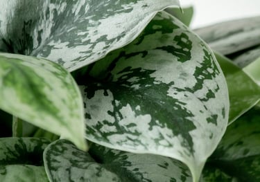 Scindapsus pictus Exotica