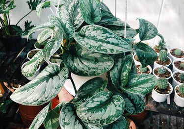 Scindapsus pictus Exotica