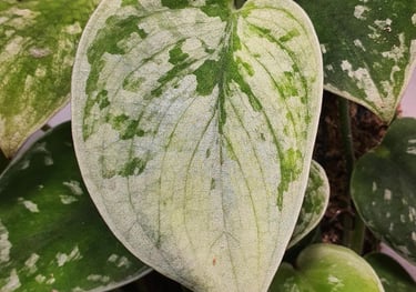 Scindapsus silver ann