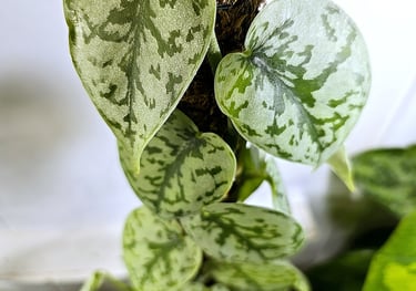Scindapsus Silver Lady
