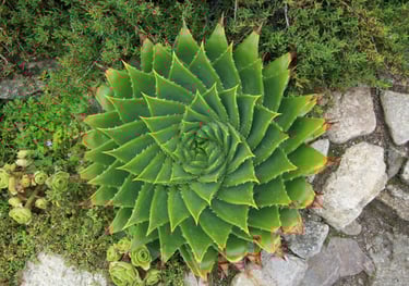 Spiral Aloe
