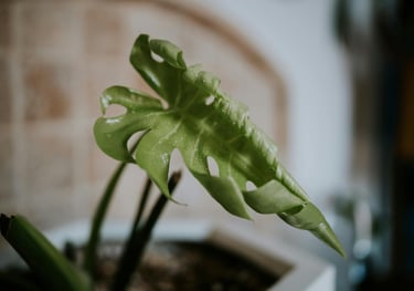 Monstera deliciosa new growth with leaf unfurling