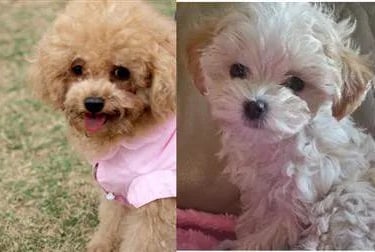 image of toy poodle vs maltipoo 