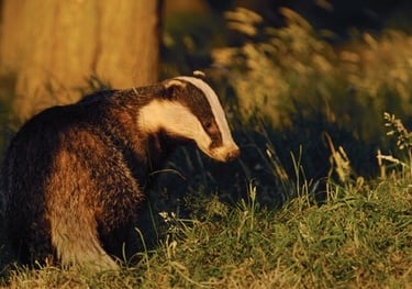 Badger