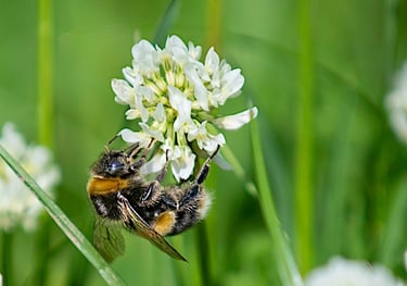 Bee on clover