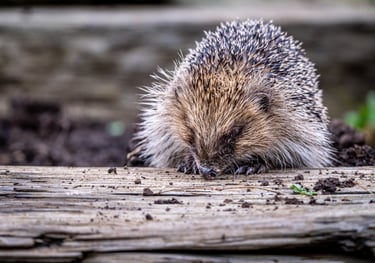 Hedgehog