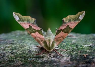 Lime Hawkmoth