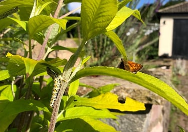 Skipper and caterpillar on buddleia in a garden