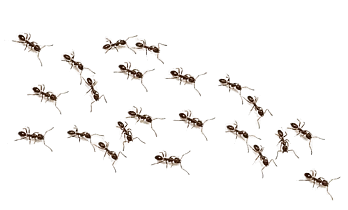 formiga